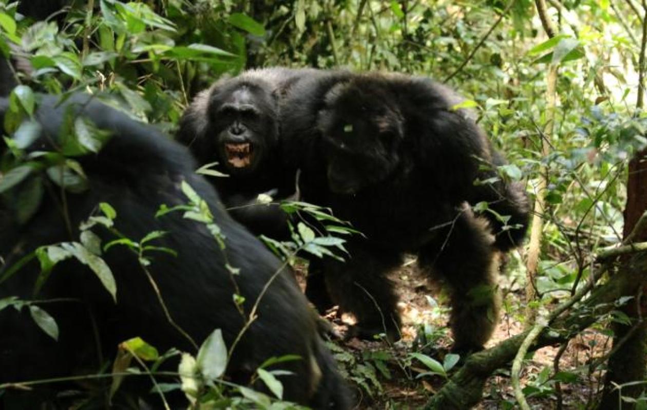 «UN CONFLIT SANGLANT DE PLUSIEURS ANNÉES» : DES CHIMPANZÉS SAUVAGES ENGAGÉS DANS UNE VÉRITABLE «GUERRE CIVILE»