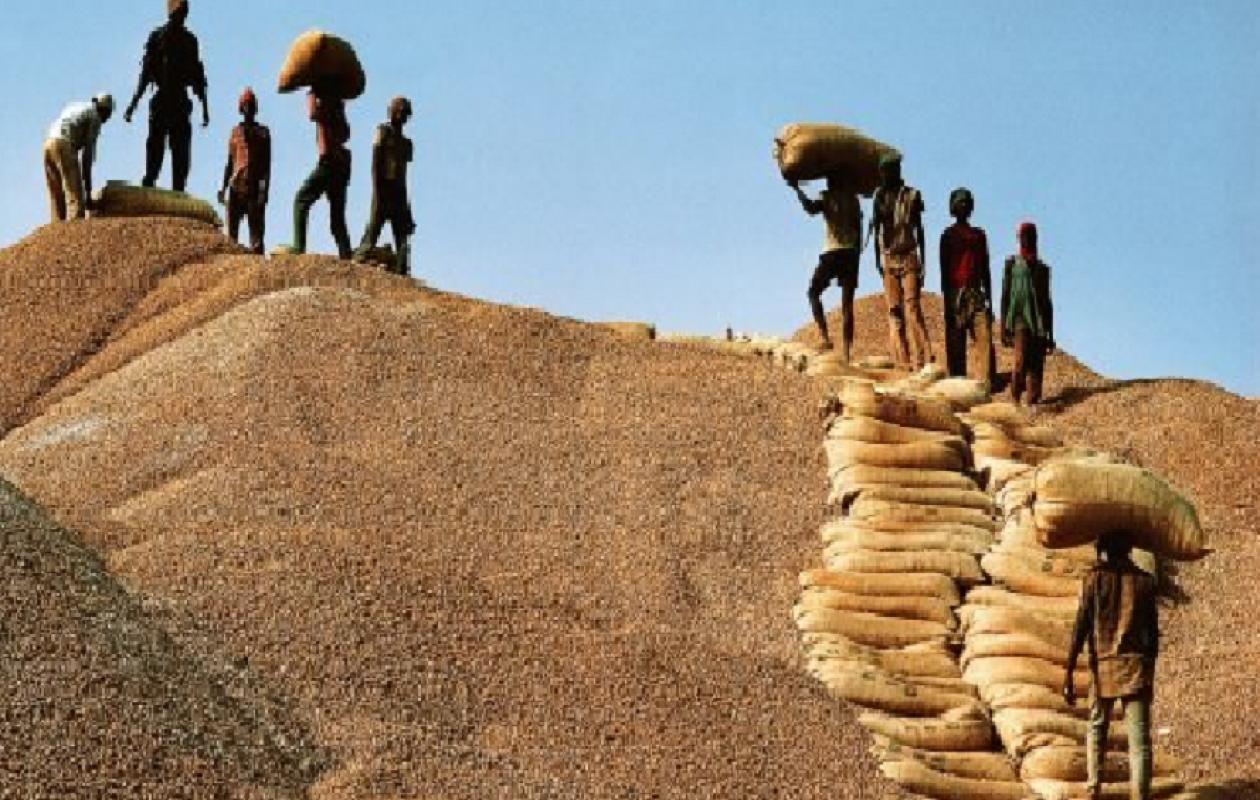 Campagne agricole : « Deux mois sans être payés », le cri de détresse des opérateurs à Kaolack