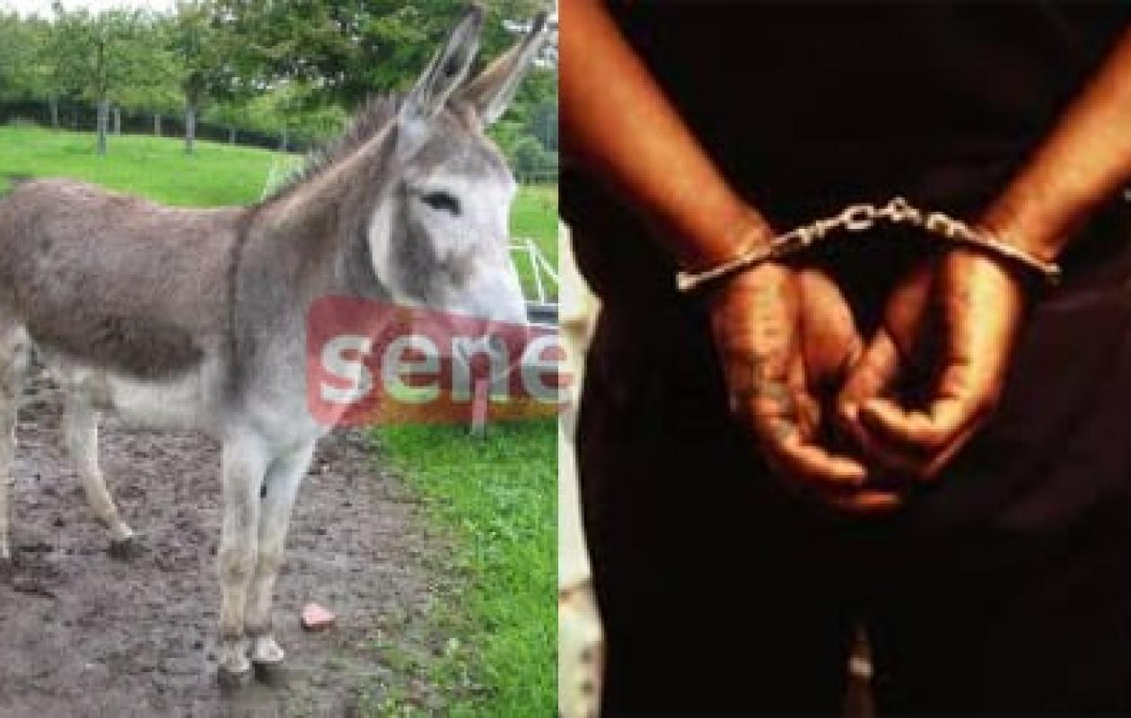 Thiès : Il vole un âne, le revend à 30 000 F CFA et prend un mois ferme