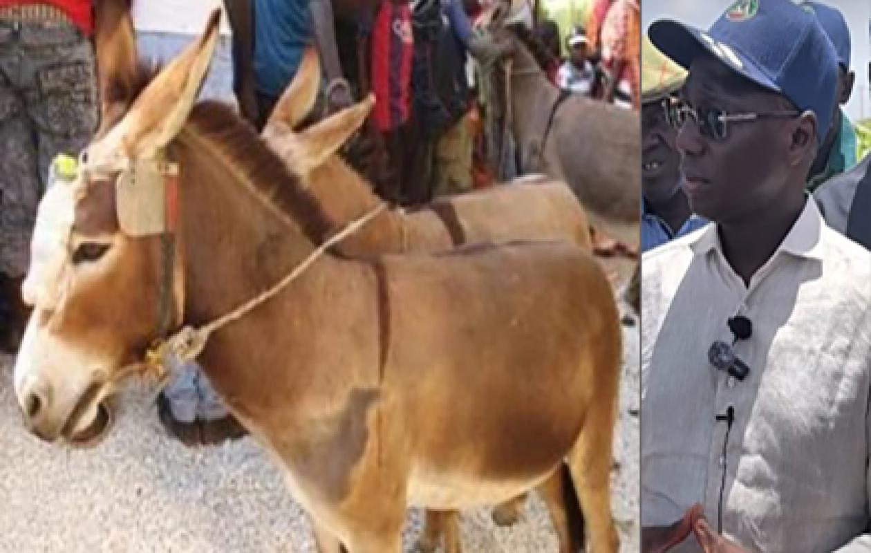 Affaire des deux ânes trouvés égorgés et dépecés à Kaffrine : Ce que la Drepa avait transmis au ministre Mabouba Diagne