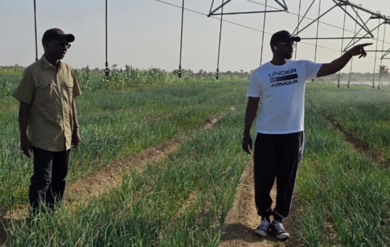 Campagne agricole et Tabaski 2026 : Les directives du président Diomaye Faye à Ousmane Sonko et à Mabouba Diagne