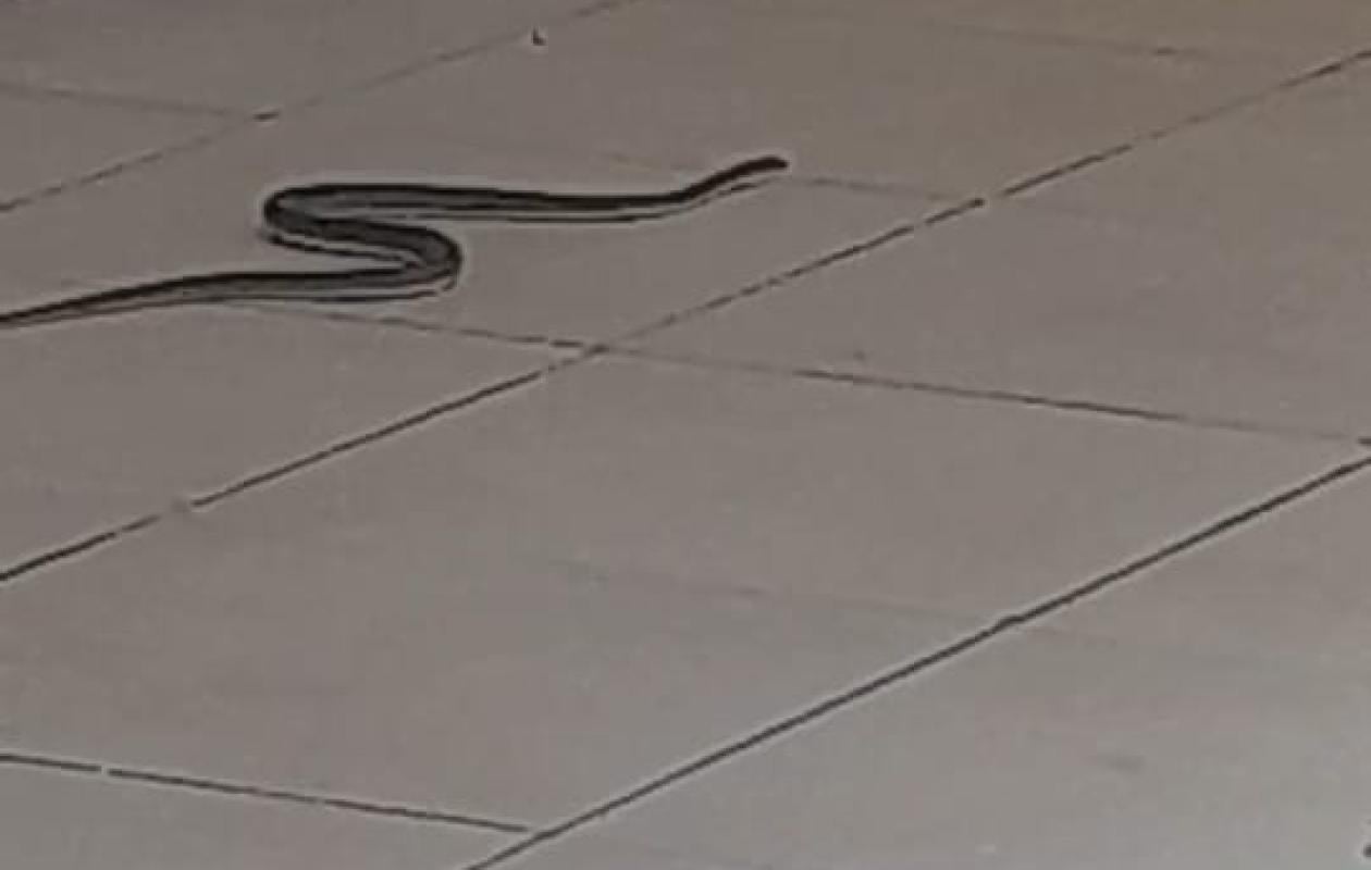 Tribunal d'Instance de Pikine : Après l'effondrement du mur, des serpents envahissent les lieux