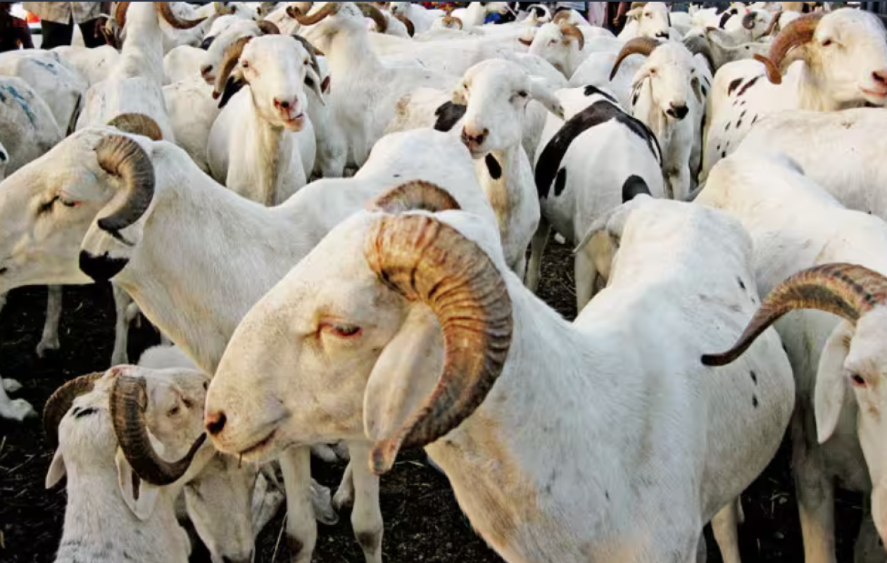 Approvisionnement en moutons : Fatick se mobilise pour la Tabaski 2026