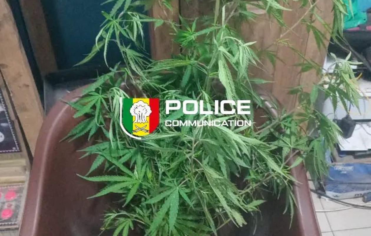 Thiès : un individu interpellé pour culture présumée de chanvre indien à domicile