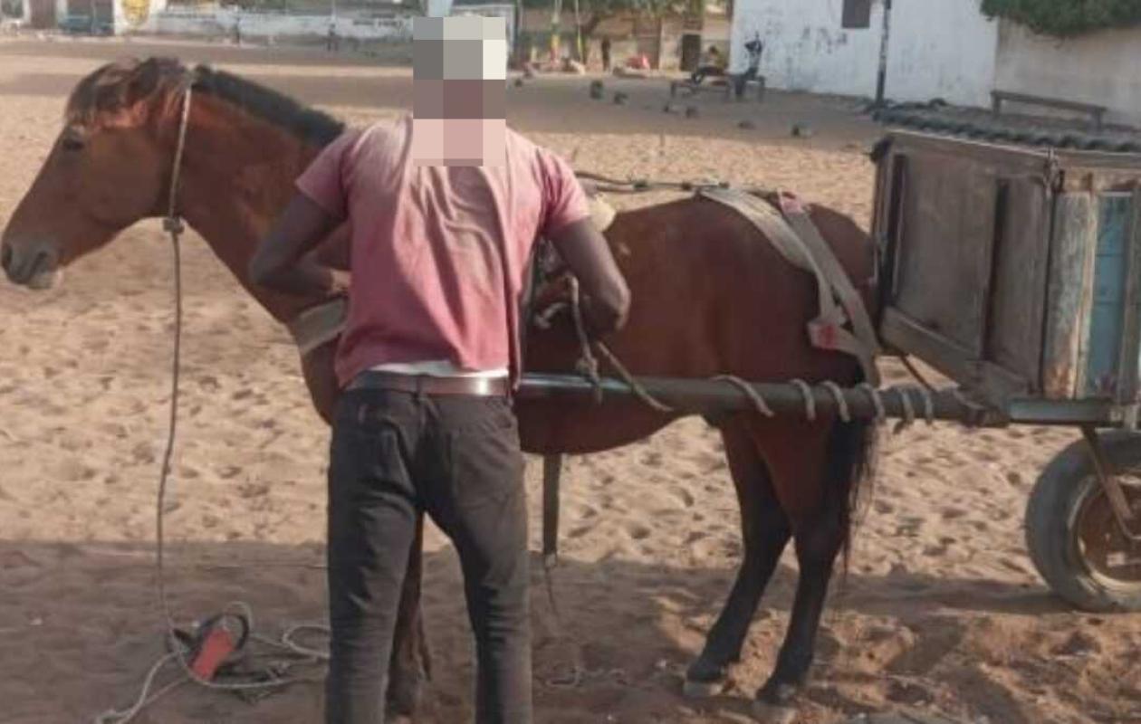 Thiès : G. Ba prend trois mois de prison pour le vol d'un cheval et la tentative de vol d'une charrette