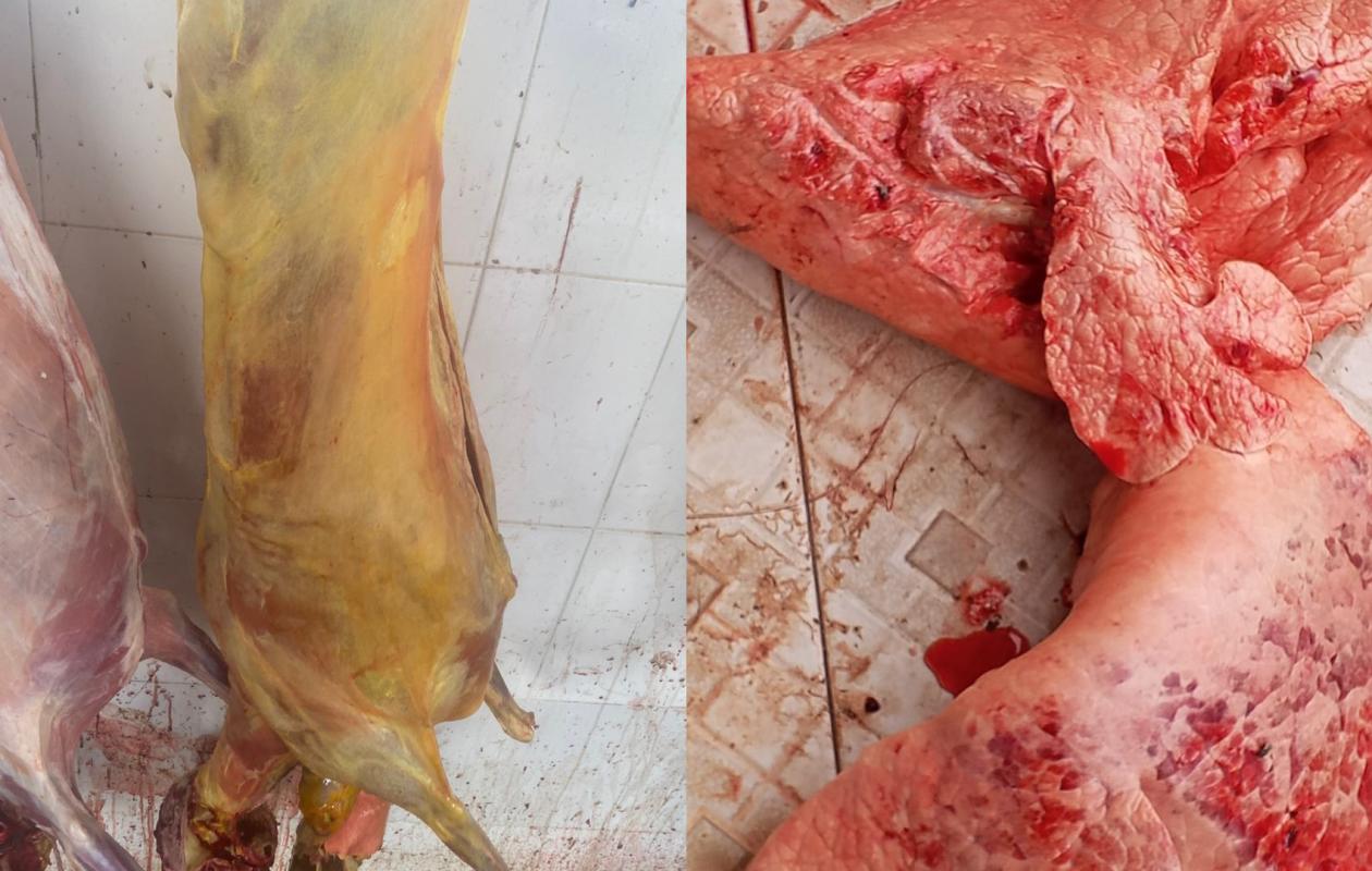 Kaffrine :  Saisie de viande impropre à la consommation  par la Direction régionale de l’Élevage