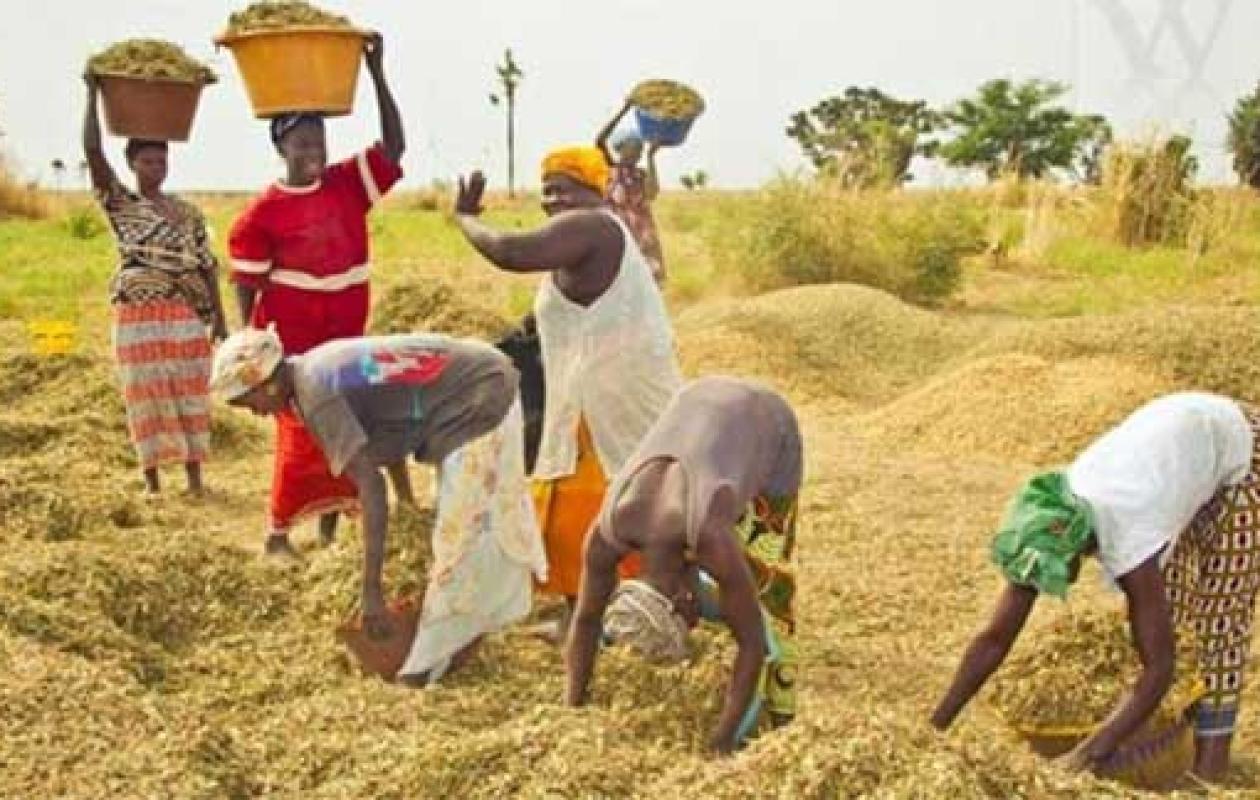Souveraineté et sécurité alimentaire : Le Sénégal amorce le virage historique de l’agroécologie