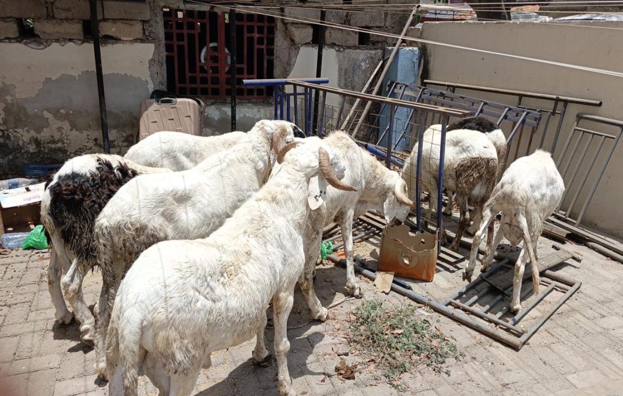 Médina : Voici les images des moutons volés retrouvés par la BR de Faidherbe