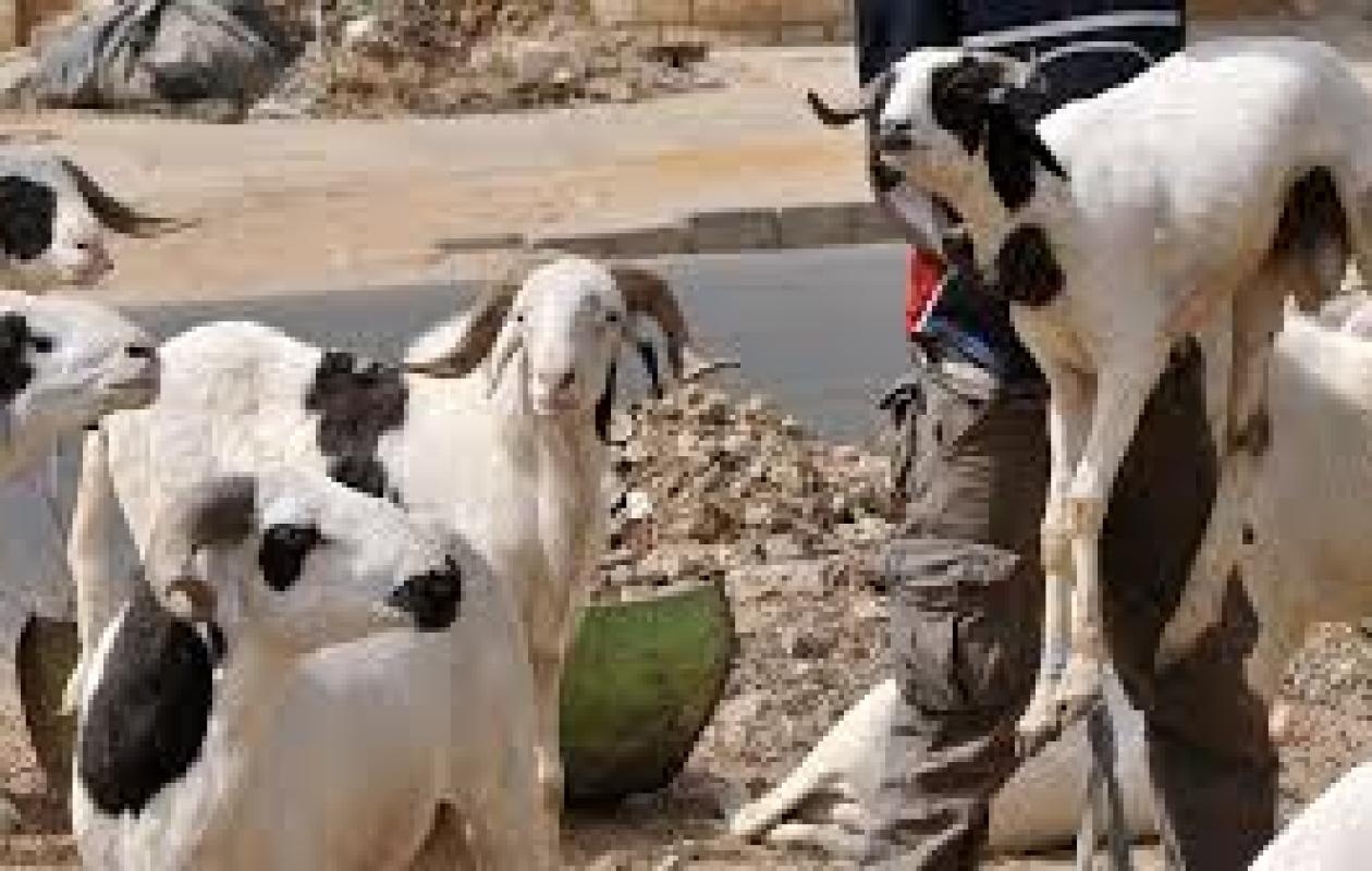 Thiès : Il vole le mouton de sa tante pour financer son voyage et finit à la barre !