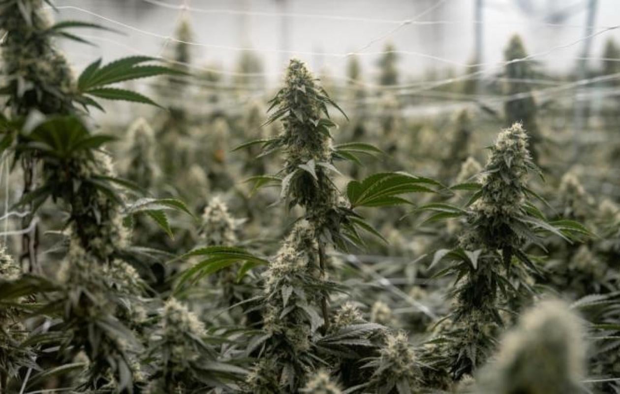 Sri Lanka : 22 moines boudhistes arrêtés avec cinq kilos de cannabis chacun