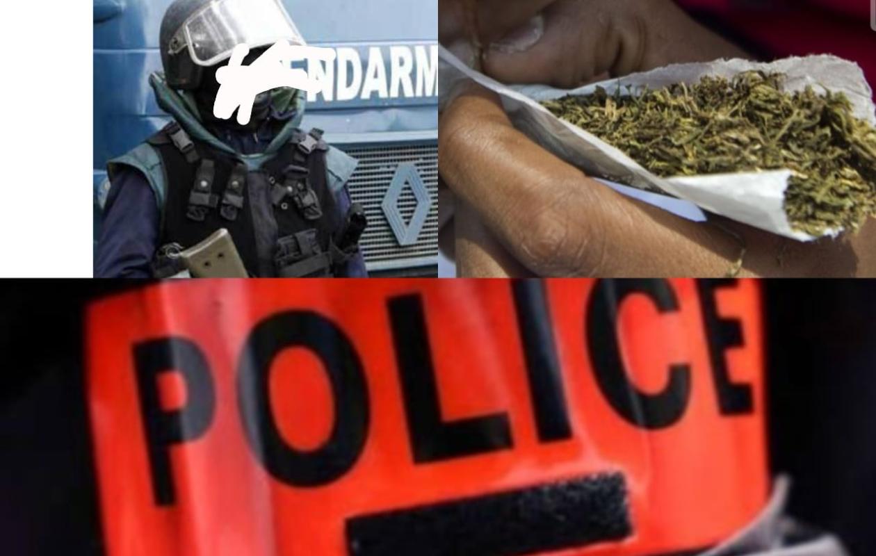 [EXCLUSIF] 500g de chanvre cachés dans un poulailler :  un gendarme et un guide touristique cueillis