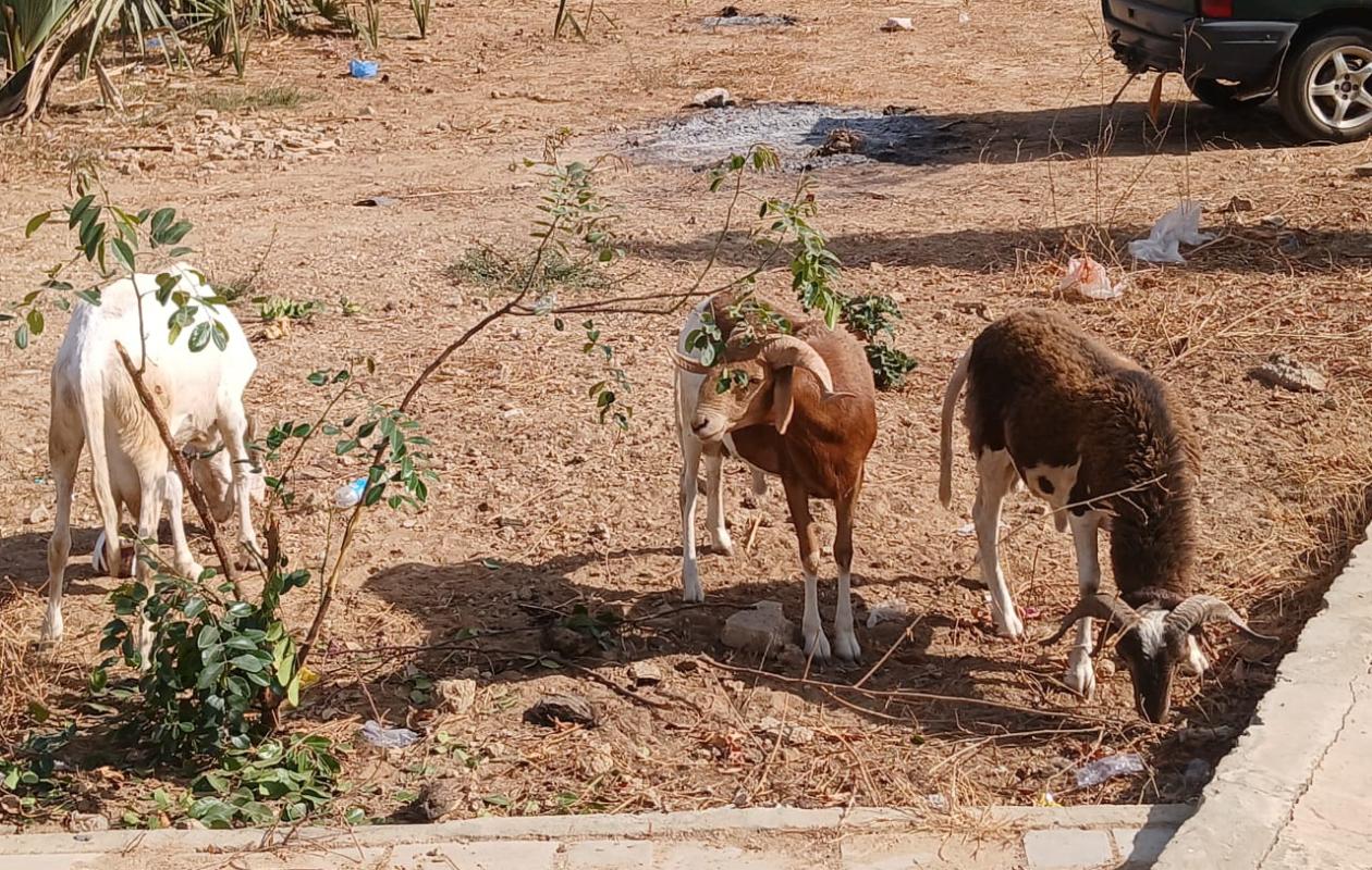 Fandéne : la gendarmerie démantèle un réseau de voleurs de bétail, quatre suspects arrêtés