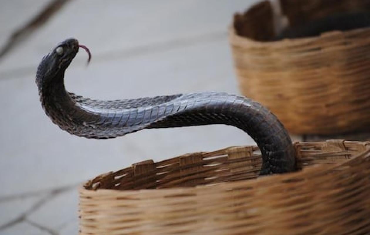 Un spectacle de charmeur de serpents vire au drame en Égypte: un touriste allemand perd la vie