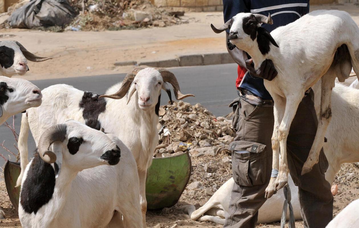 Crise au Mali : Pourquoi vous n'avez (peut-être) pas à craindre pour votre mouton de Tabaski