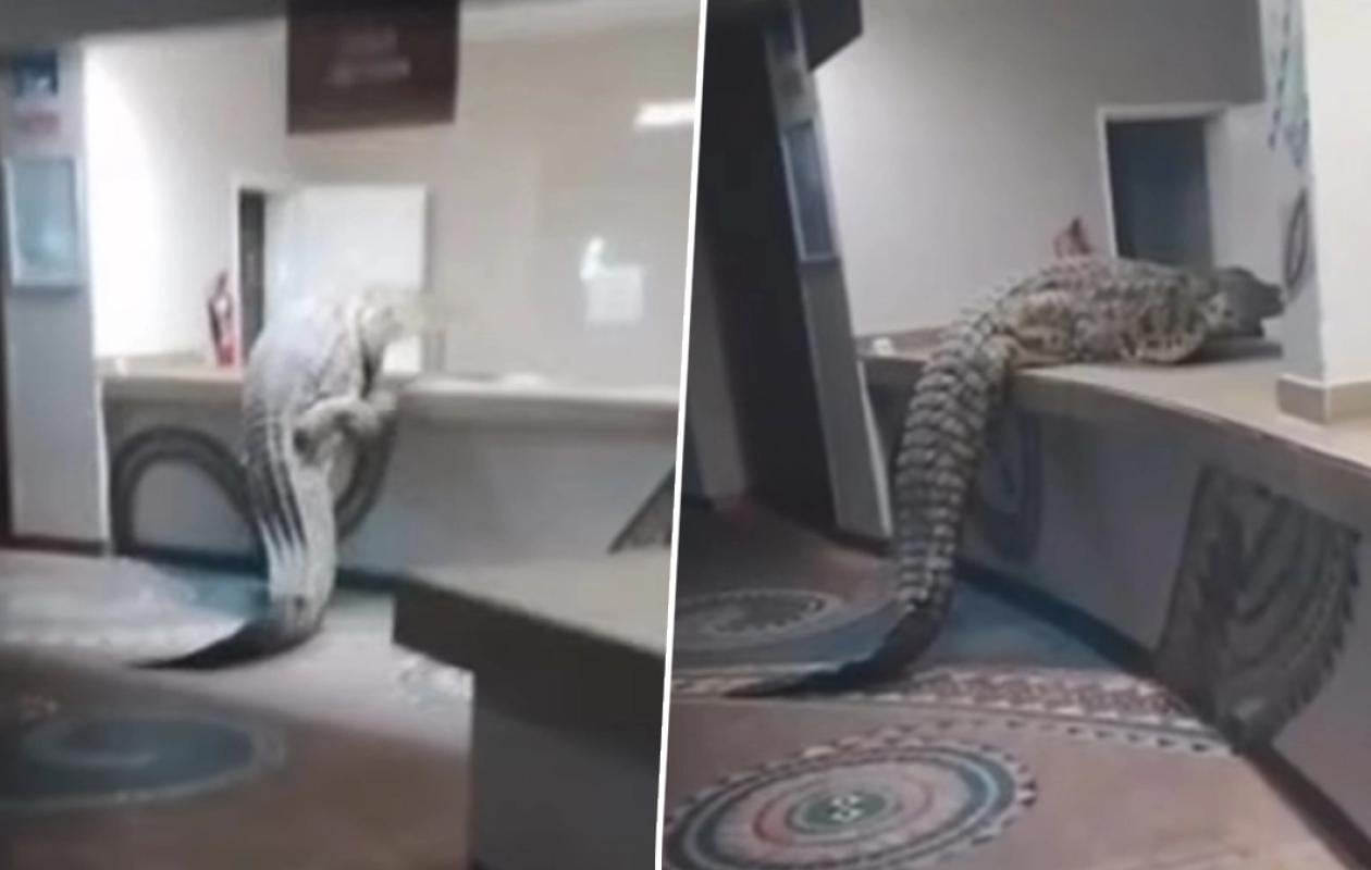 Un gigantesque crocodile tente d'accéder aux cuisines de cet hôtel du Zimbabwe