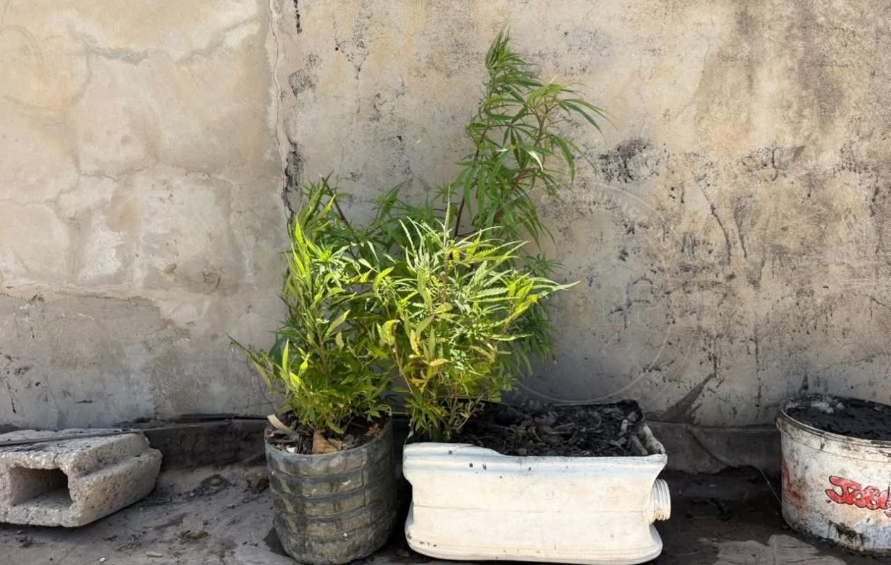 Insolite : Un "cultivateur" de drogue à domicile tombe entre les mains de la Gendarmerie