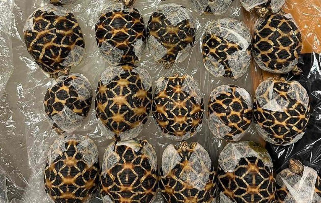 Une Taïwanaise arrêtée à l'aéroport de Bangkok avec 30 tortues sous ses vêtements