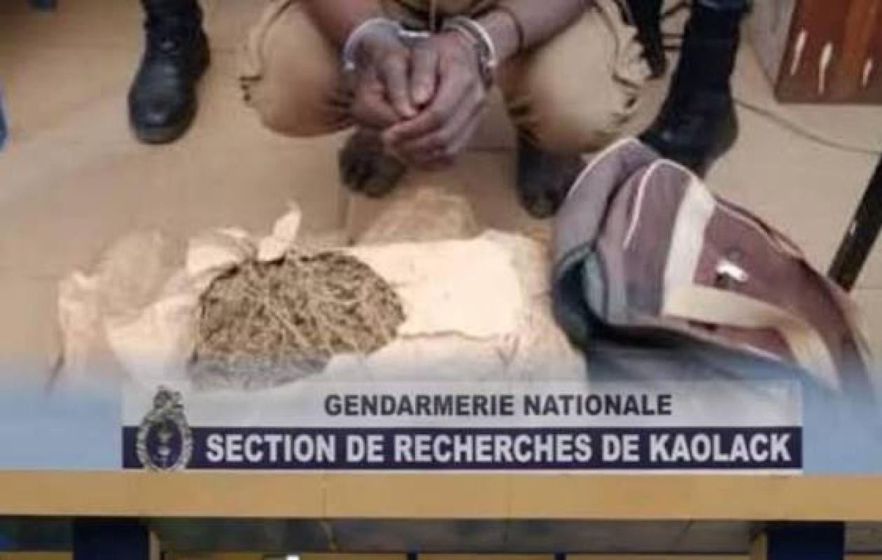 Trafic de drogue sur la transgambienne : La SR de Kaolack frappe dans deux réseaux