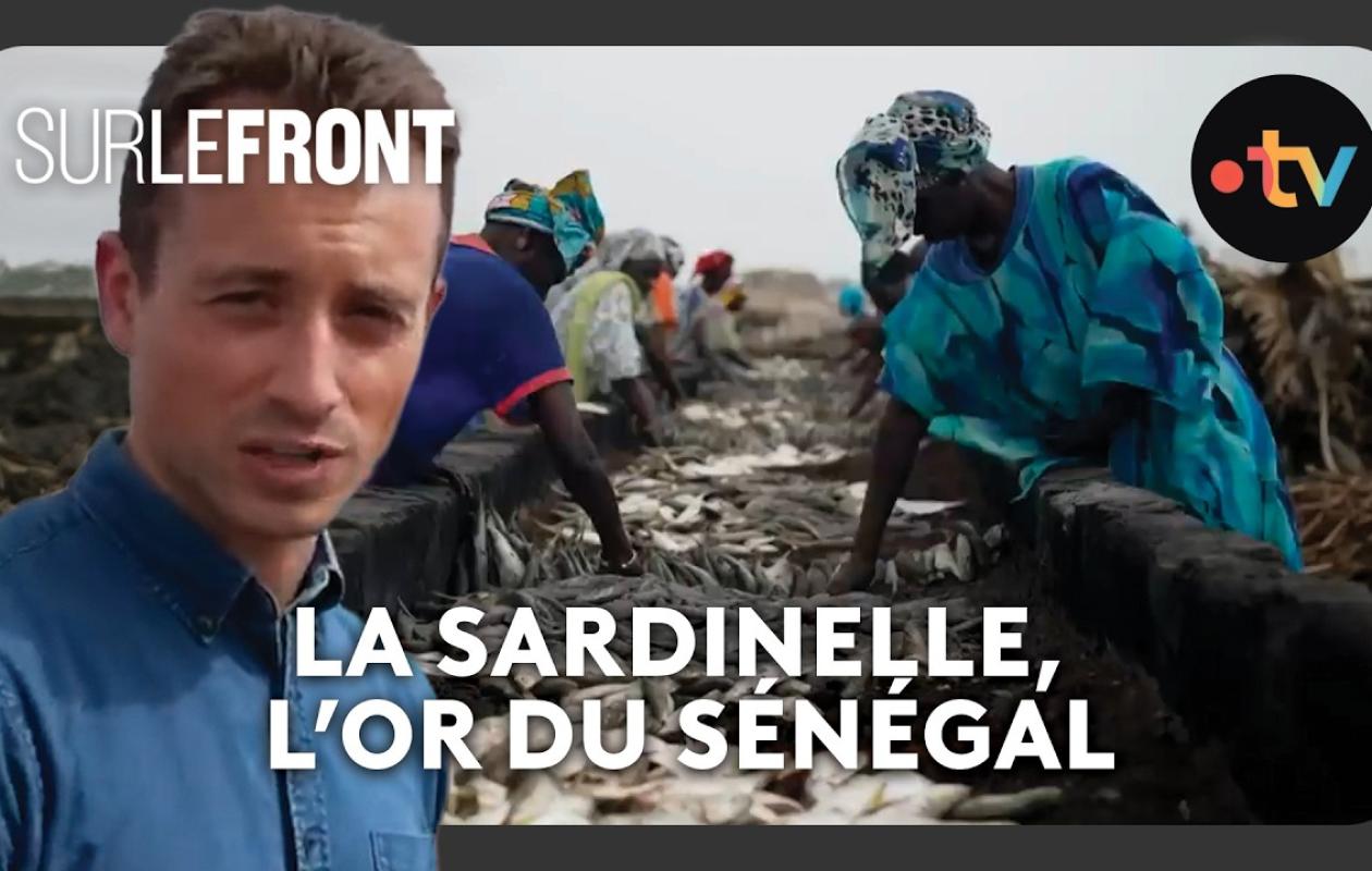 Sénégal / Le business juteux des farines de poisson - Sur le front avec Hugo Clément