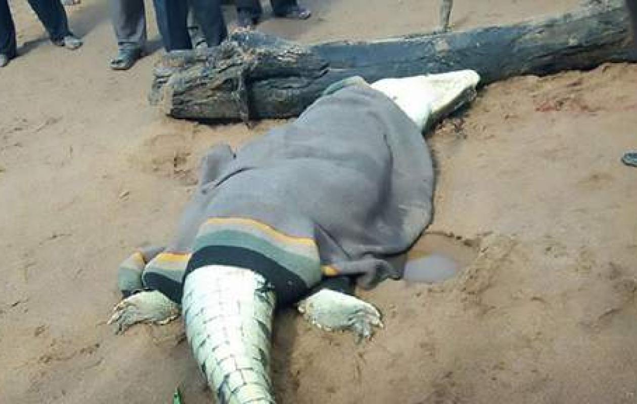 L'homme d'affaires disparu a-t-il été dévoré par un crocodile ? Les macabres découvertes de la police sud-africaine