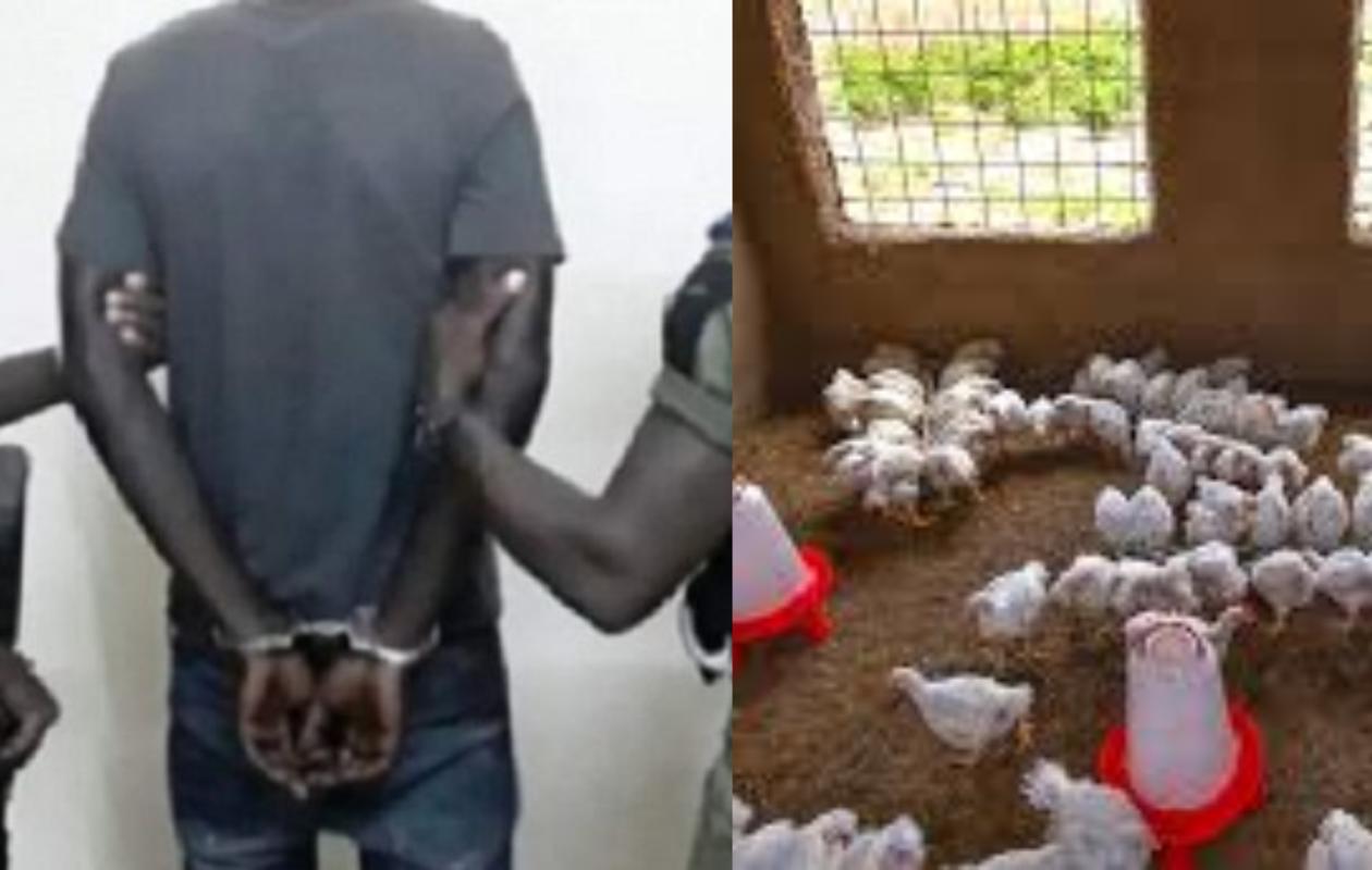 Thiès : Le coup fumant du faux client qui s'enfuit avec des dizaines de poulets !