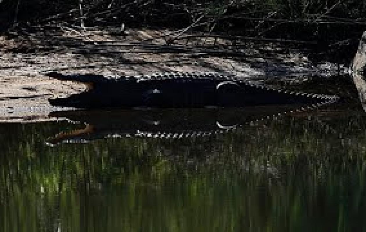 Afrique du Sud : un crocodile suspecté d’avoir dévoré un homme, hélitreuillé par la police