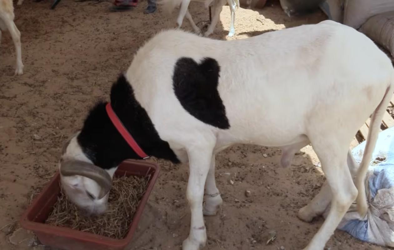 Ndiassane : Une bande d'agresseurs emporte 28 moutons de race en pleine nuit