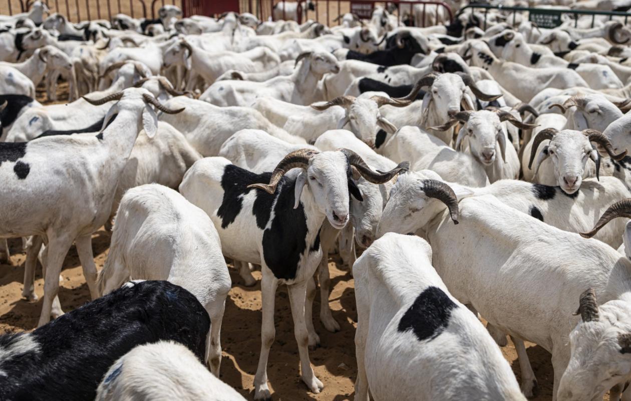 [Tabaski]  "On attend les clients" : Entre blocus au Mali et spéculation, le prix du bélier atteint des sommets !