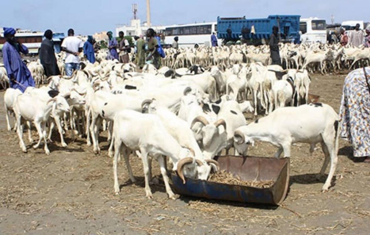 Approvisionnement de Kédougou en moutons de Tabaski :  8500 petits ruminants déjà recensés