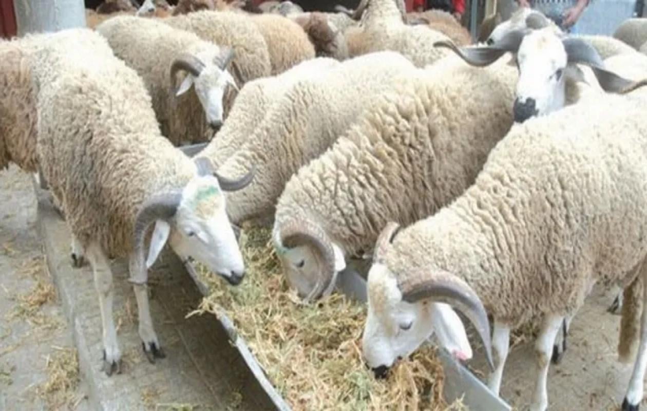 Algérie : vague de vols de moutons à l'approche de l'Aïd-el-Kebir