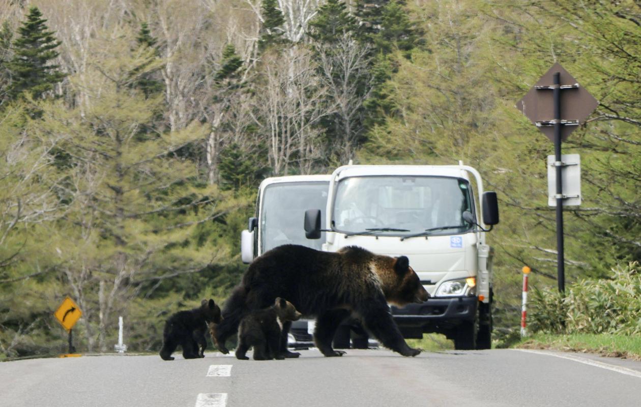 Japon : plus de 14 000 ours abattus sur la dernière année, un record