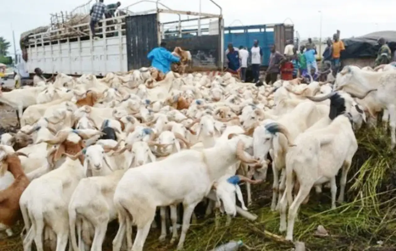 Dahra Djoloff : 24 moutons volés, les coupables enfin démasqués