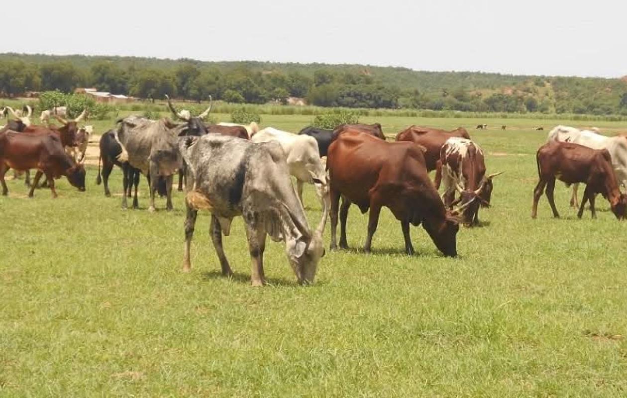 Niger : un affrontement entre agriculteurs et éleveurs fait trois morts