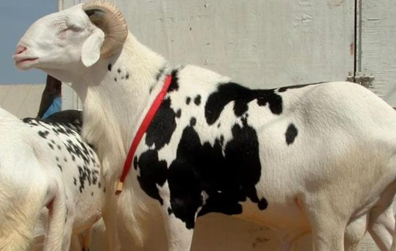 [Tabaski] Ventres gonflés, oreilles recollées... : plongée au cœur des nouvelles fraudes sur les moutons