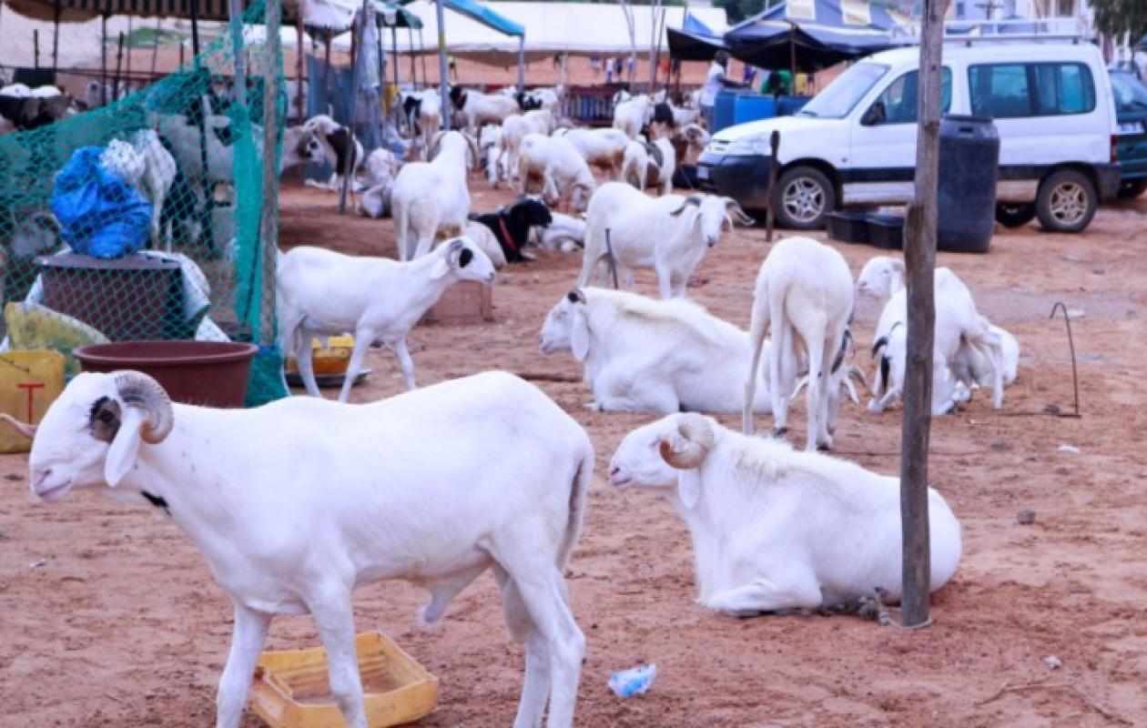 Diourbel : 60 moutons, 7 vaches et 7 chèvres, le dignitaire mouride trahi par son…