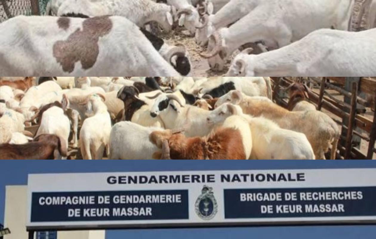 Mutuelle de la Gendarmerie : trois hommes déférés pour fraude aux dossiers des moutons de la Tabaski
