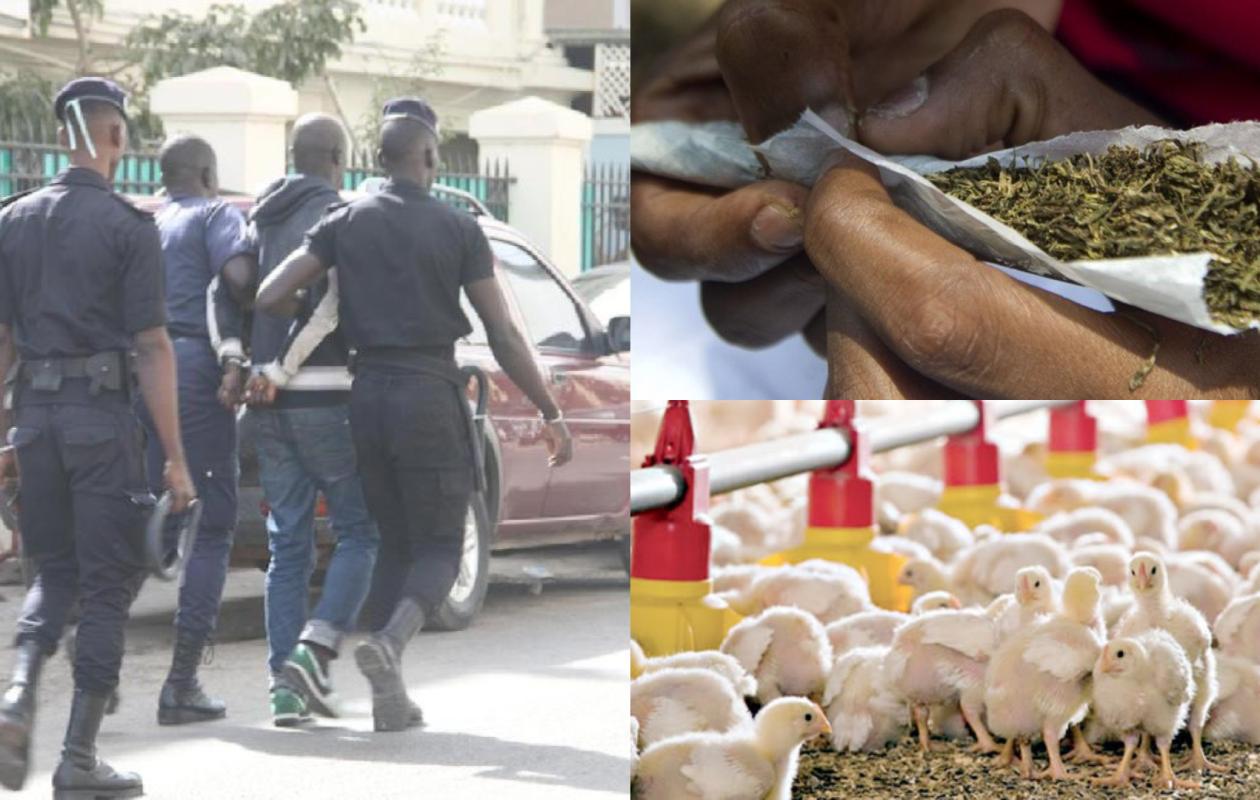 Bignona : arrêté avec du chanvre indien, le tailleur explique les bienfaits de la drogue pour ses… poussins