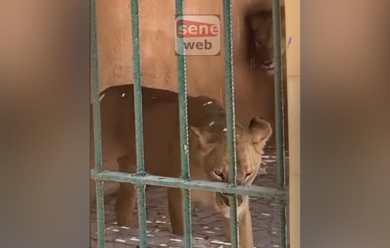 Parc Zoologique de Hann : La vérité sur l’état de santé des Lions
