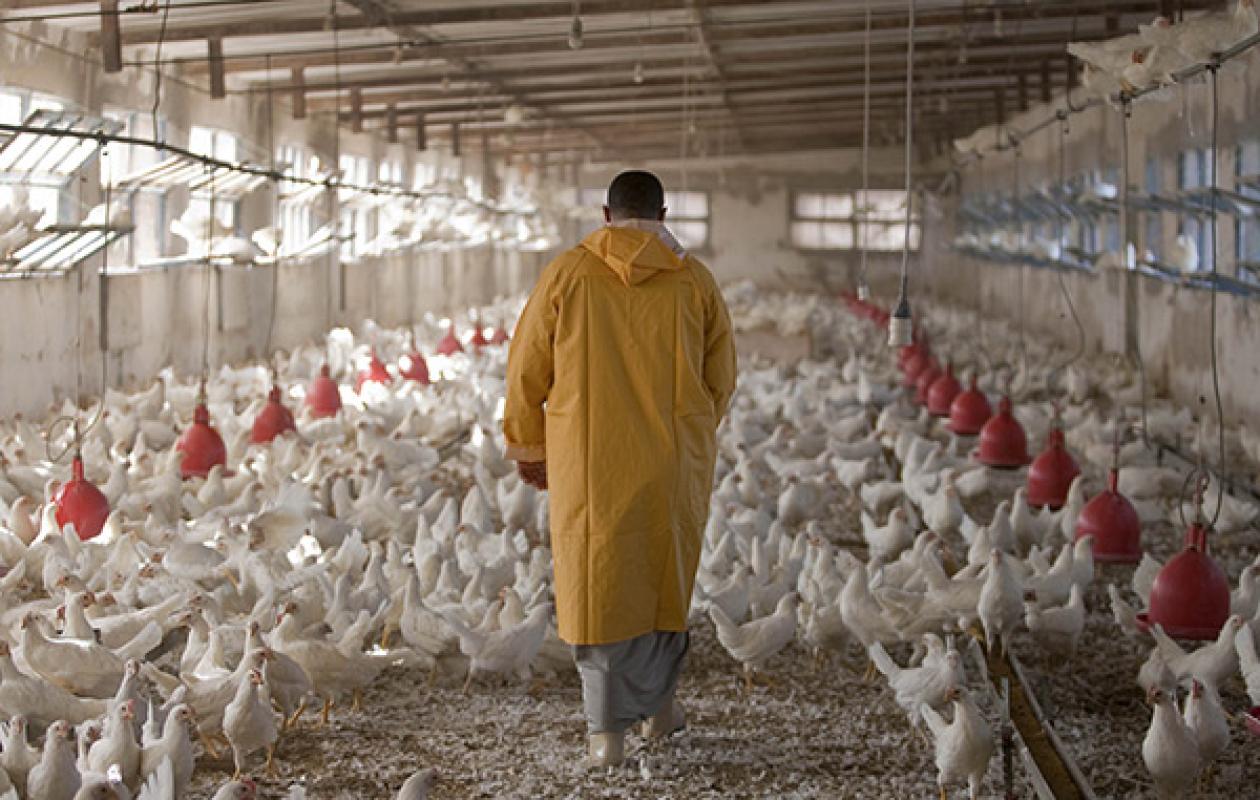 Cri du cœur des aviculteurs de Thiès : Hausse des coûts des intrants, manque de poussins de qualité, problèmes de commercialisation