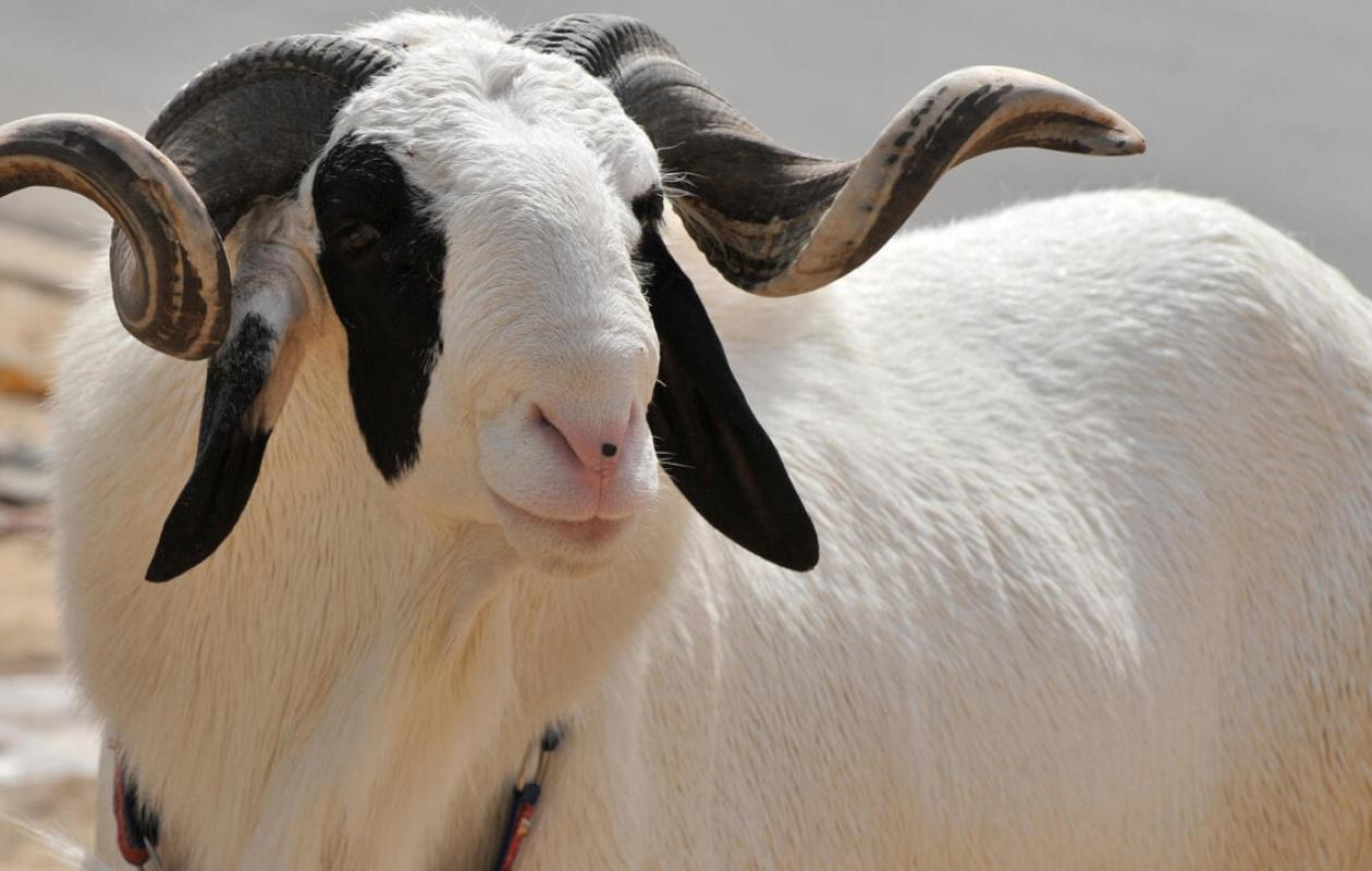 Démarche, dentition, état corporel : Comment bien choisir son mouton pour la Tabaski (experts)