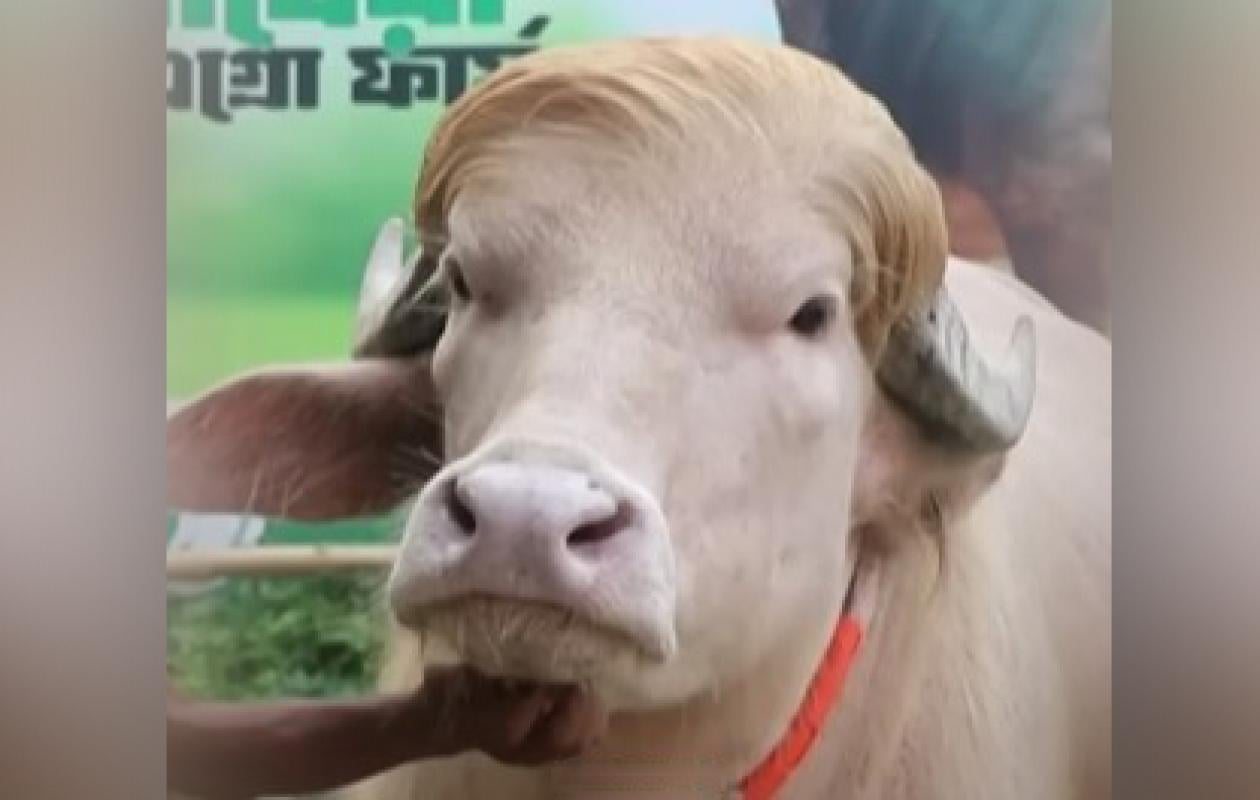 Insolite : Au Bangladesh, un buffle baptisé "Donald Trump" devient une star
