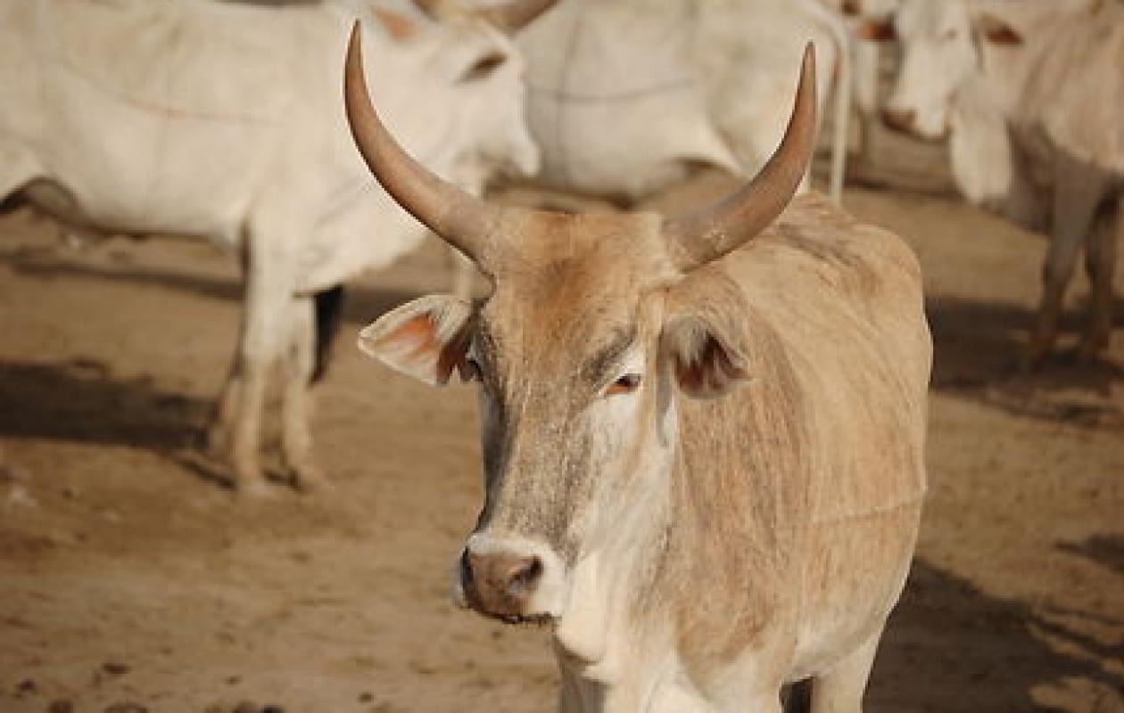 Vol de bœuf : un laveur de véhicules condamné à 3 mois ferme