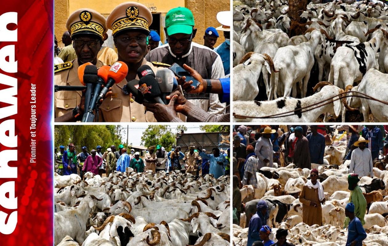 Séwékhaye : Plus de 32 000 moutons disponibles à des prix variant entre 75 000 et 400 000 FCFA