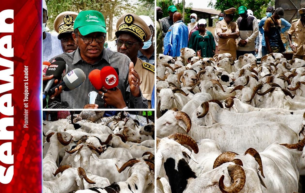 Touba Toul : les vendeurs de moutons préoccupés par la rareté des acheteurs