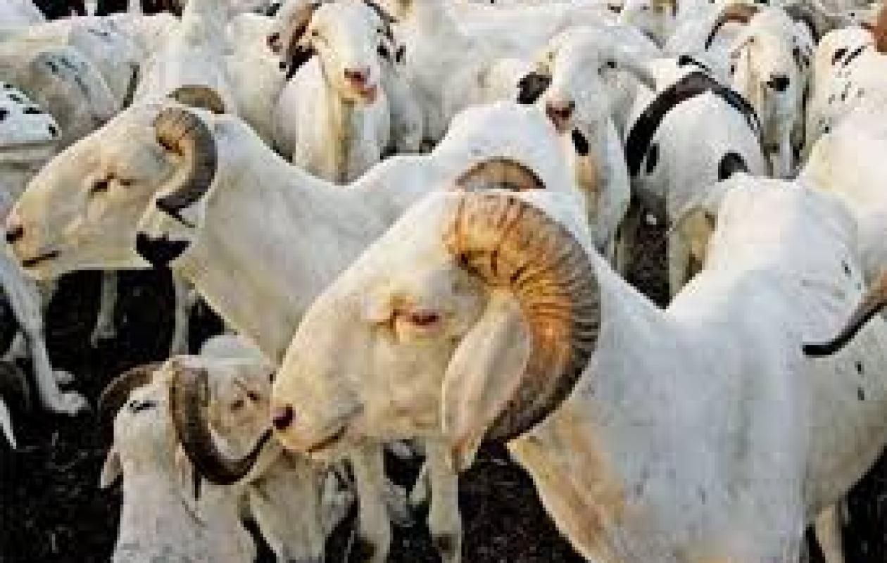 Moutons de Tabaski : Le Mali lâche du lest pour la Côte d'Ivoire mais boycotte d'autres pays de la sous-région !