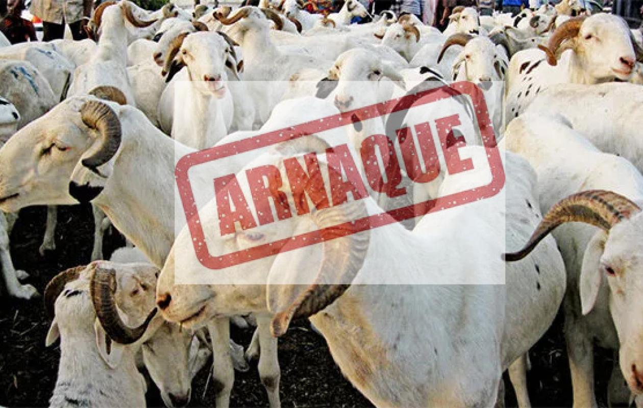 Tabaski : la Police nationale alerte contre les arnaques en ligne sur la vente de moutons