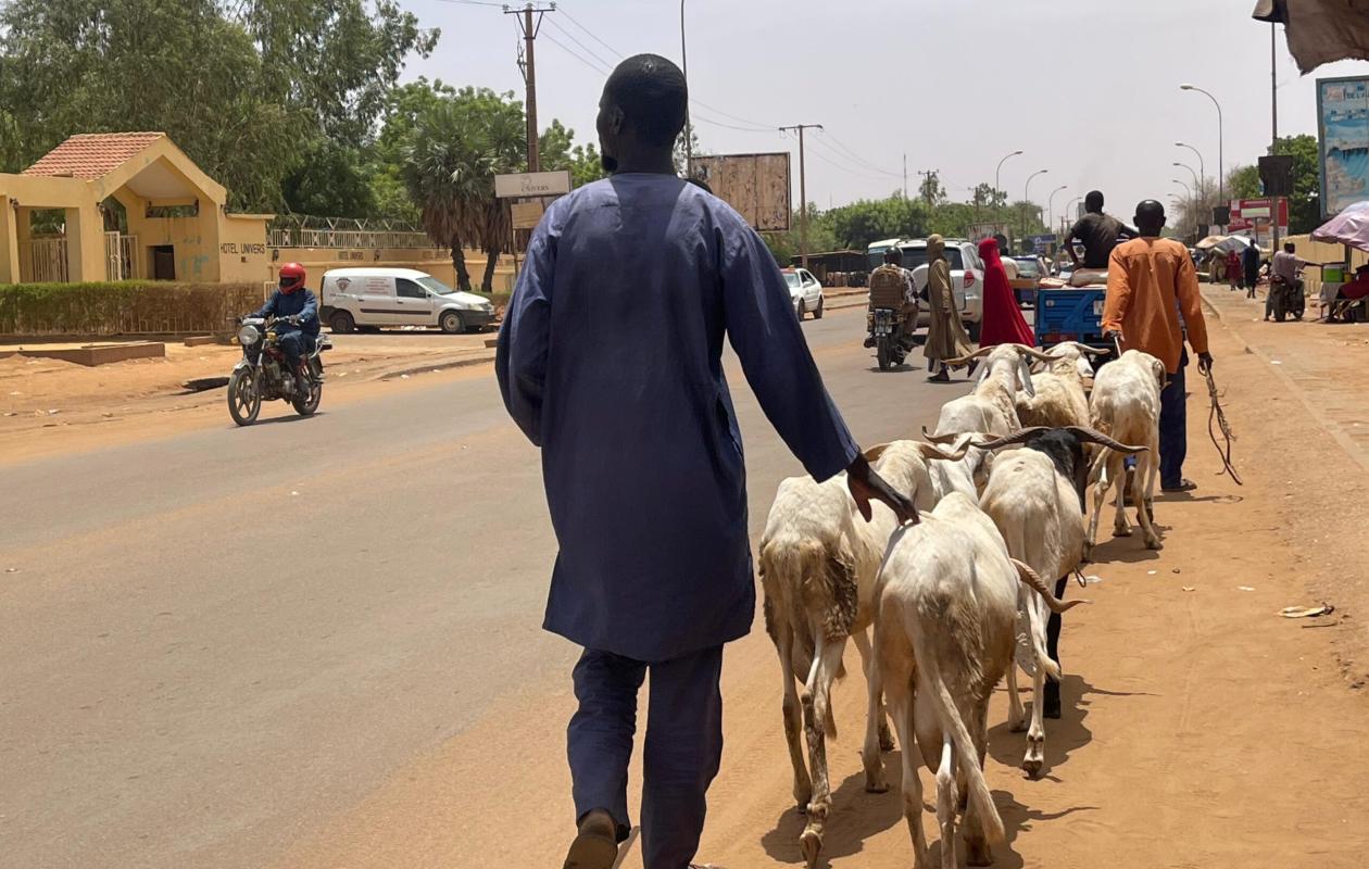 Obligés de marcher dans les rues pour vendre : A Kaolack, les vendeurs de moutons désemparés