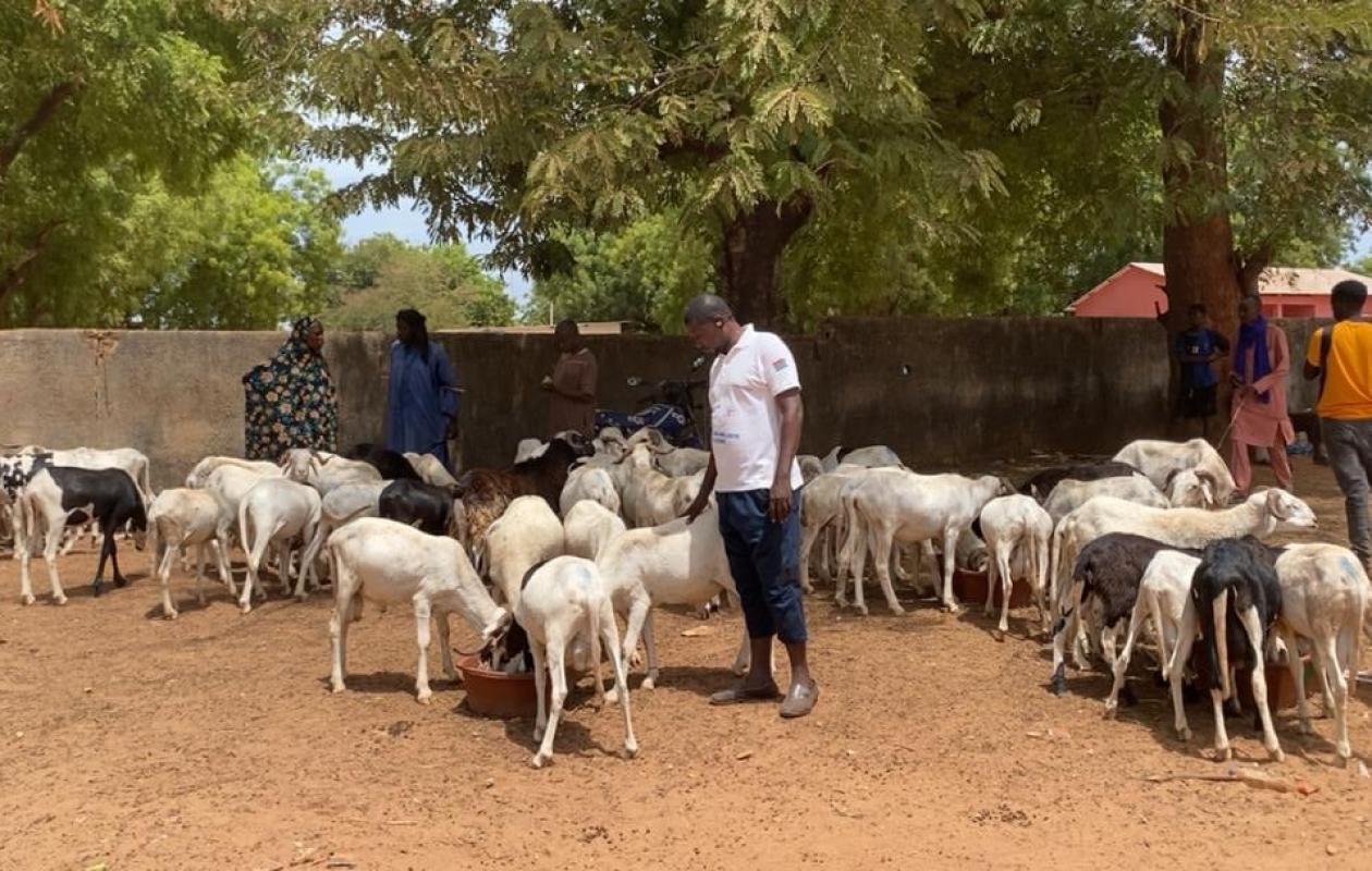 Sédhiou : Entre prix élevés et qualité contestée, le marché du mouton tourne au ralenti