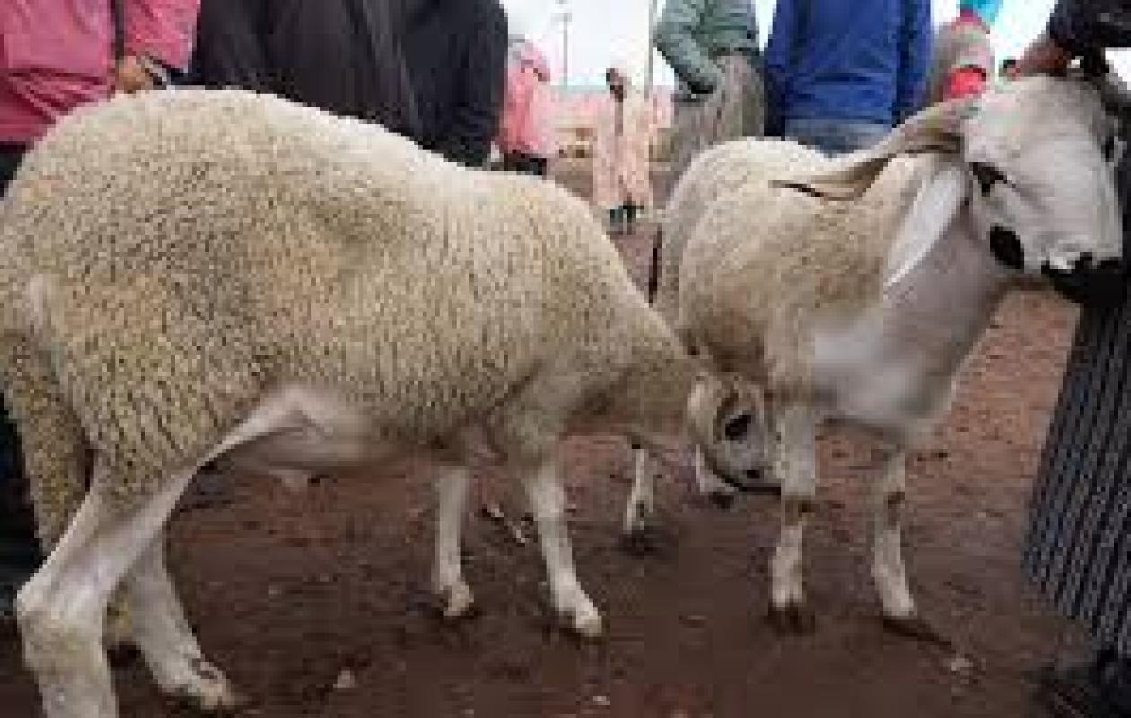 Crise de l'Aïd au Maroc : Des moutons vendus jusqu'à plus de 700 000 FCFA à Casablanca