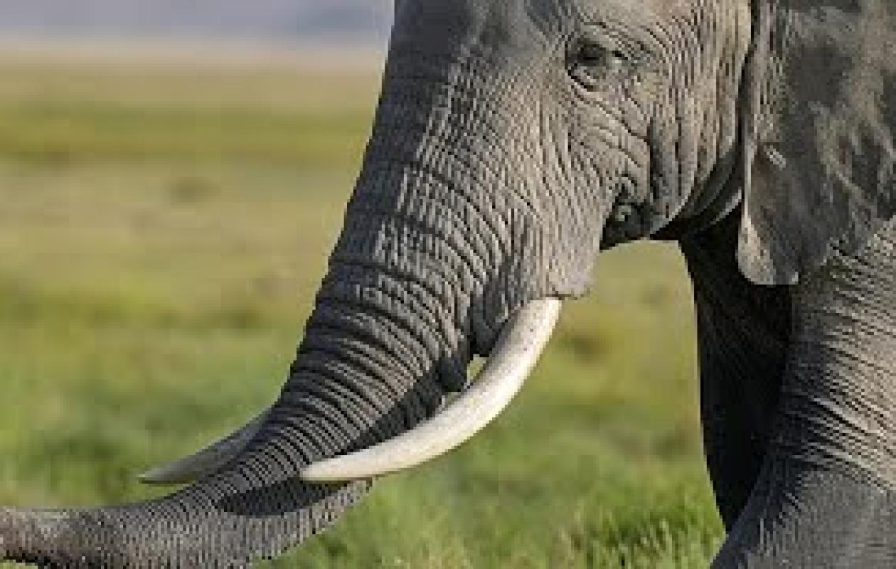 Ouganda : trois morts après une collision entre un minibus et un éléphant